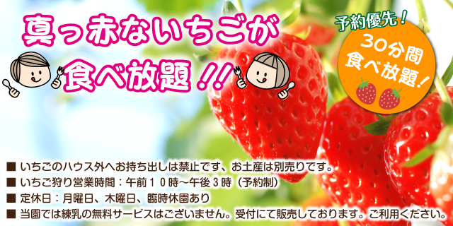 いちご狩り　予約優先30分いちご食べ放題